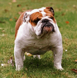 English bulldog : CH Merriveen Make My Day